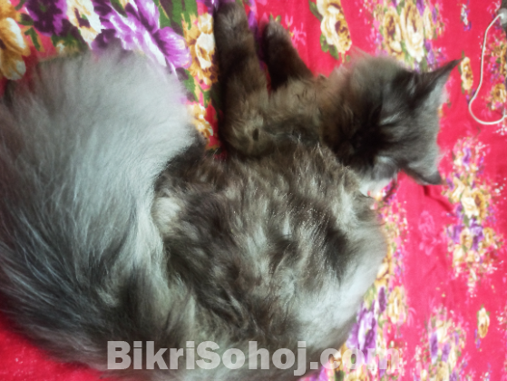 Persian Cat